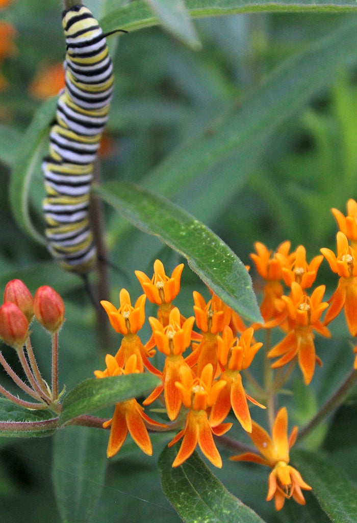 asclepias-tuberosa-butterfly-weed-quart-4-inch-size-lillian-farms